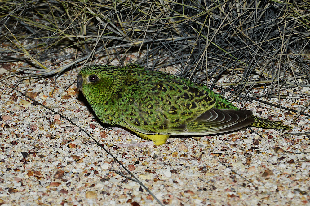 The night parrot