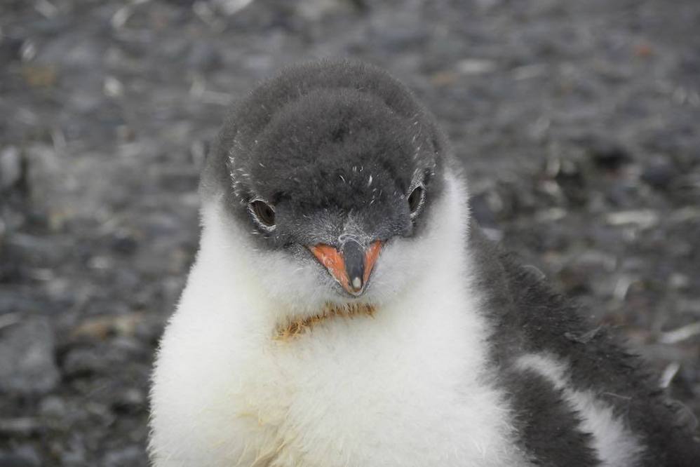 Antarctica