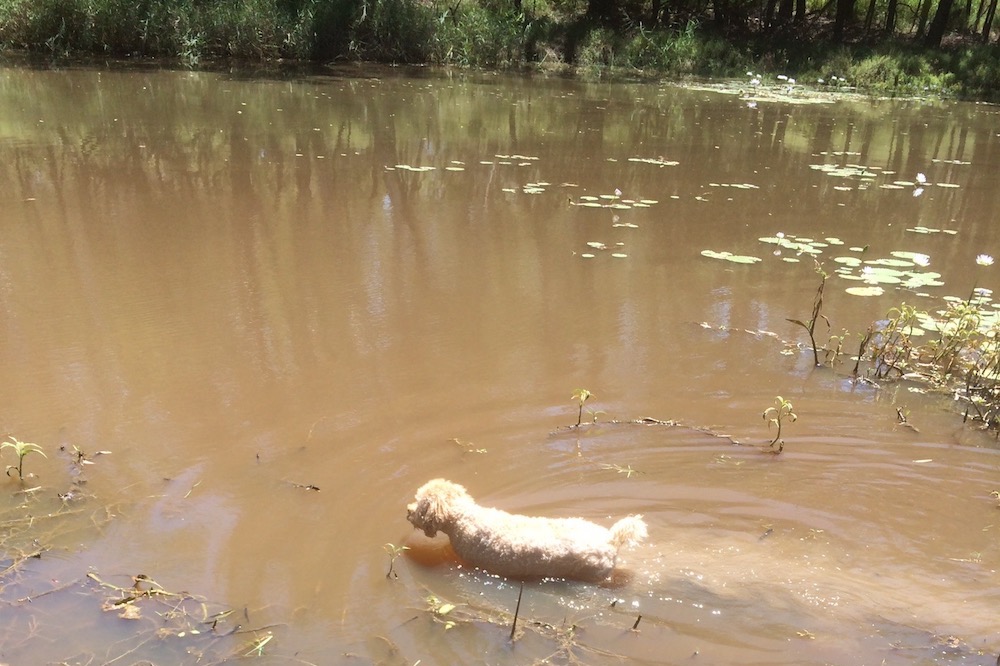 Holidaying with dogs