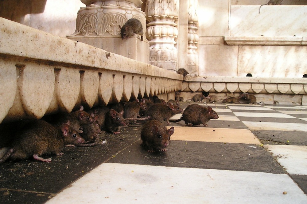 Rat temple India