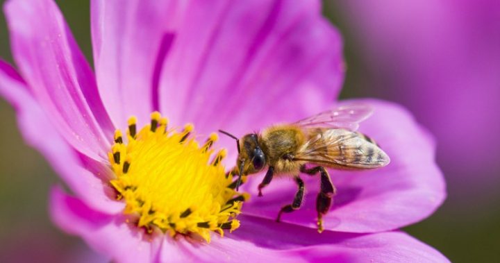 Why I'm buzzed off by my tinnitus Why I'm buzzed off by my tinnitus