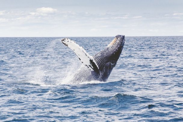 Whale watching