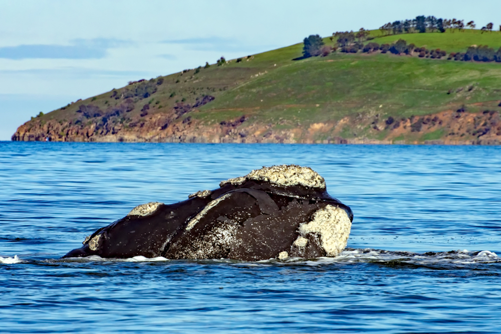 A southern right whale in Tasmania