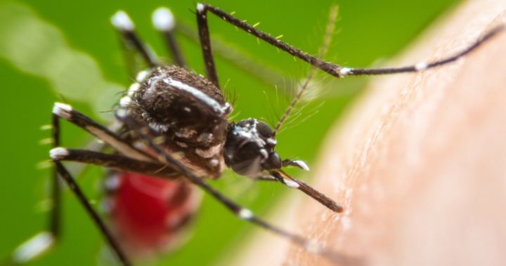 mosquito2 mosquito