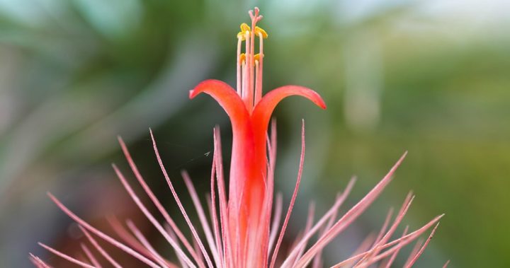 air plants Funckiana in bloom a