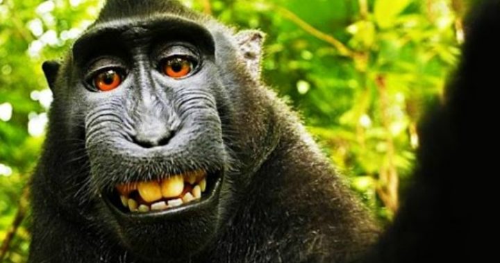 Photographer Broke Due to Copyright Lawsuit by Monkey Photographer Broke Due to Copyright Lawsuit by Monkey