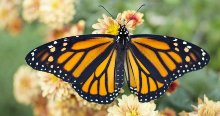 810 butterfly