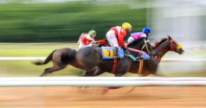 817 racing horses