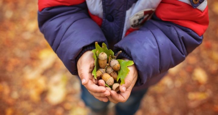 818 boy holding acorns