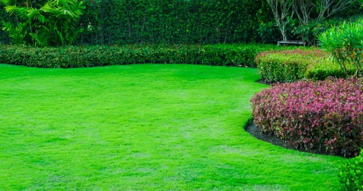 lawn