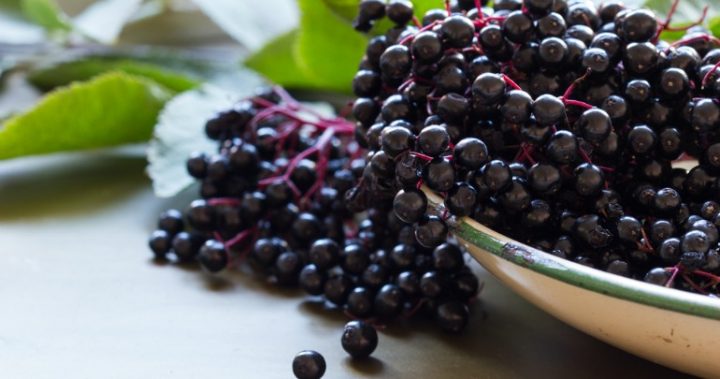 elderberries elderberries