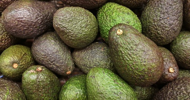 avocado ripe avocados