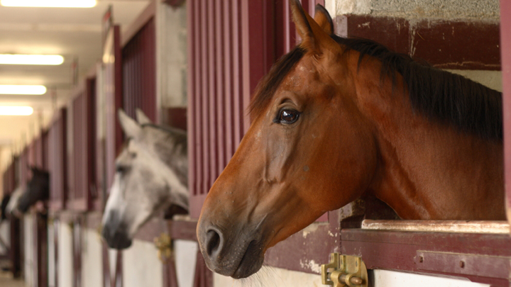 10.1 290615_horse_stable