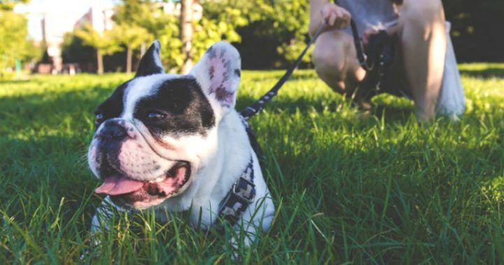 101017 dog lawn Pets