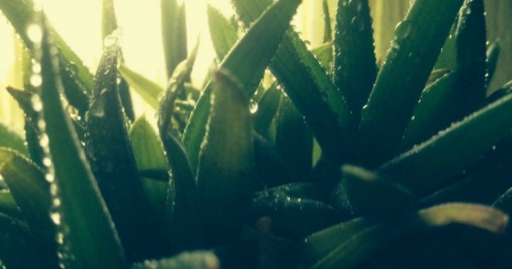 aloeveraGetty