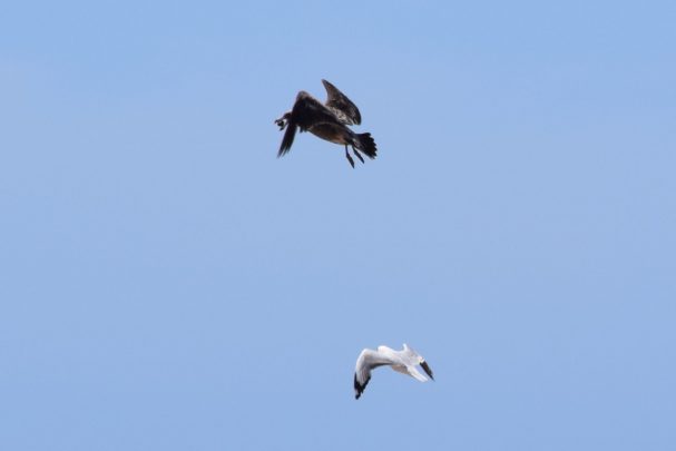 Silver Gull