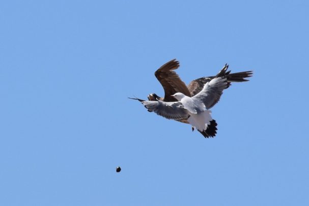 Silver Gull