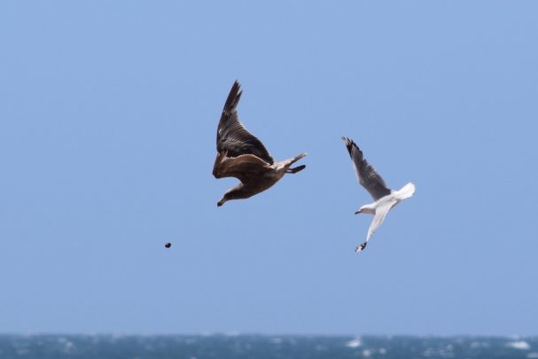 Silver Gull