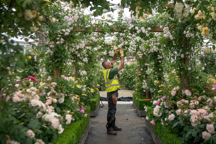 A worker prepares a rose archway at the Chelsea Flower Show. 