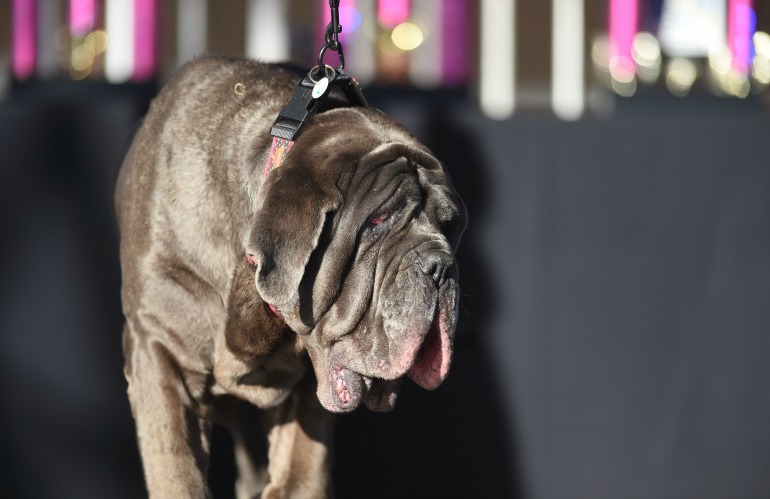 Last year's World's Ugliest Dog Competition winner Martha. Source: Getty 