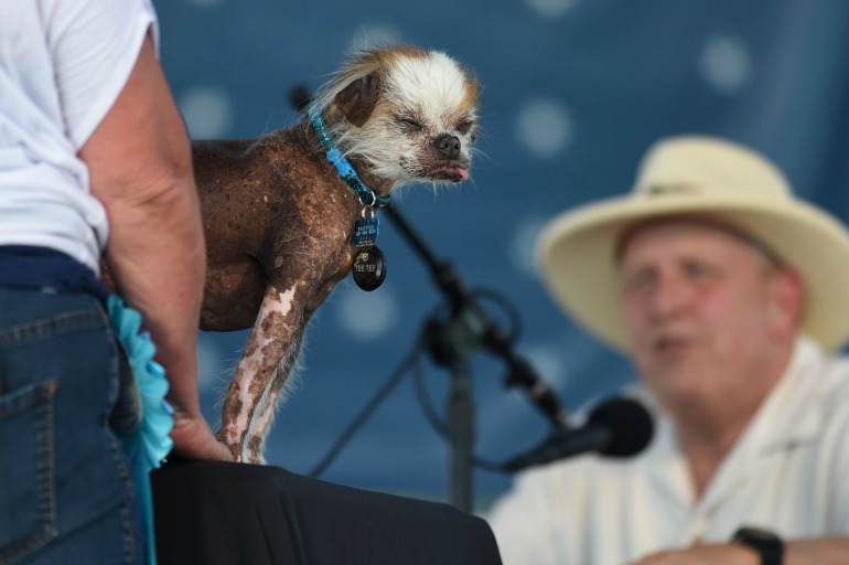 Tee Tee, a Chinese Crested, is shown to a judge. Source: Getty 