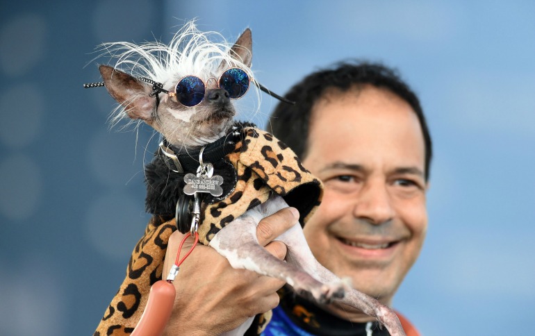 Rascal Deux, a Chinese Crested, wears sunglasses while being held up by his owner Dane Andrew during The World's Ugliest Dog Competition. Source: Getty