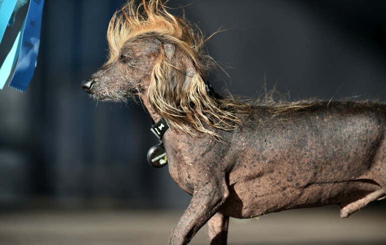 Himisaboo, a Chinese Crested Wiener mix, walks on stage during The World's Ugliest Dog Competition. Source: Getty