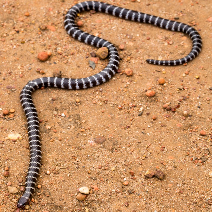 The new snake can be identified by its black and white bands.