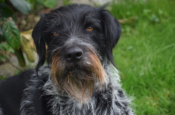 A German Wirehaired Pointer