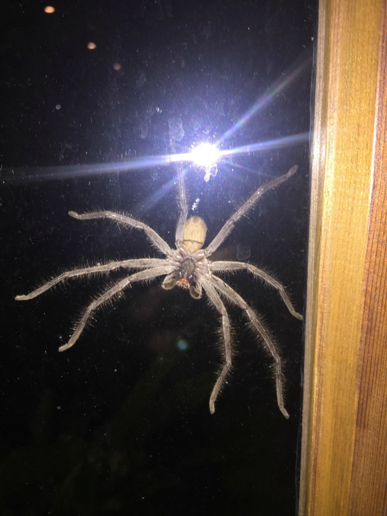 A Sydney man was left terrified after a massive huntsman spider landed on his window with a massive thud. Source: Reddit - Pomohomo82