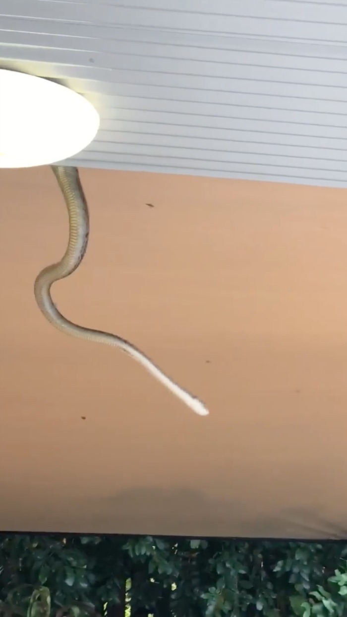 Footage uploaded to Facebook showed the huge snake falling from a family roof in Cairns. Source: Facebook.com/MarkBradshaw