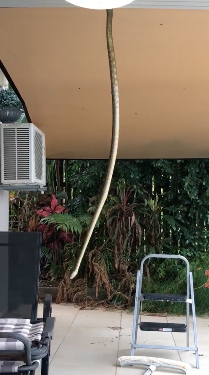 The snake was spotted in Cairns. 