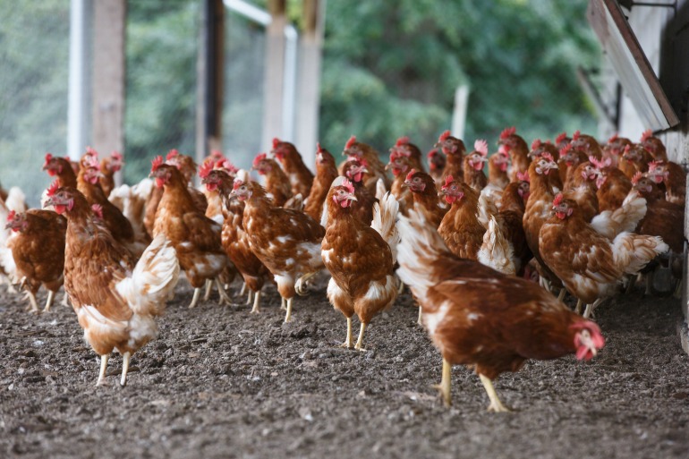 Free-range eggs come from hens that can roam and forage for food during the day. Source: Getty