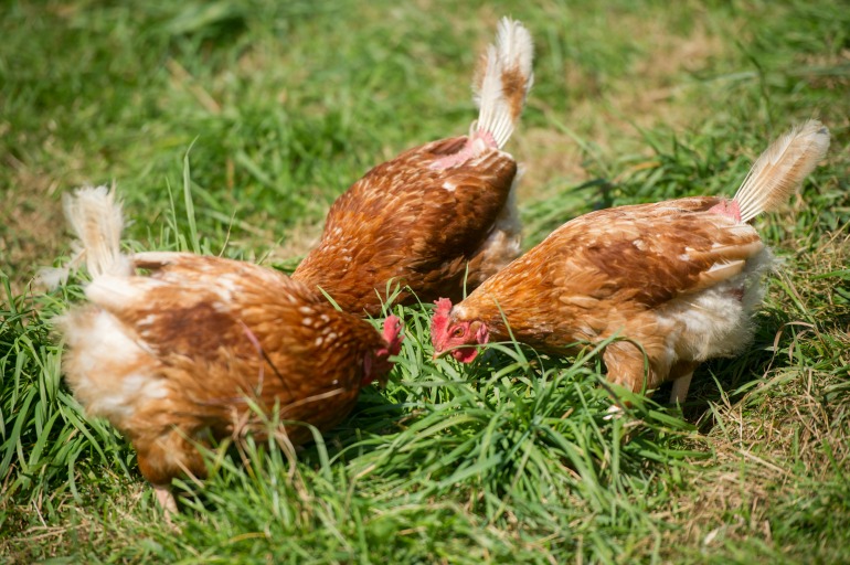 Pastured eggs are laid by chickens that spend their days roaming pasture. Source: Getty