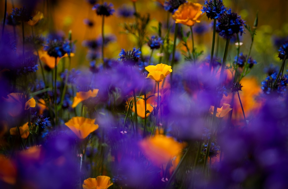 The beautiful blooms have become a major tourist attraction. Source: Getty