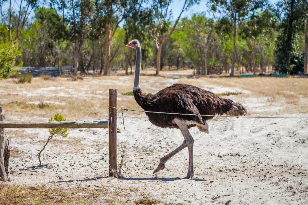 Ostrich riding is an actual activity travel insurance covers. Source: Getty