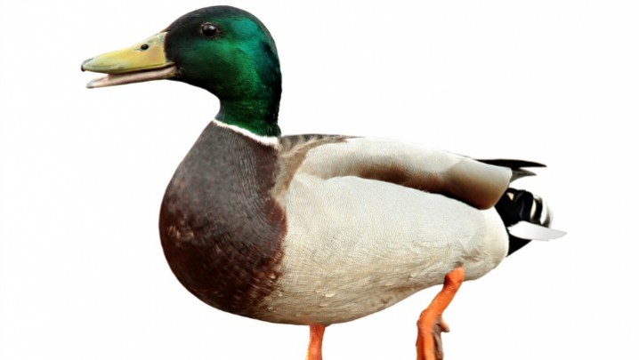 261115_Duck