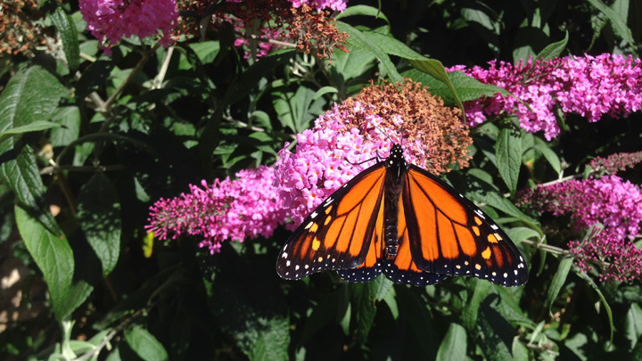 Butterfly 3 outside