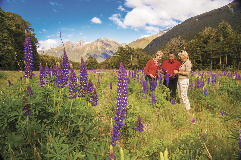 Lupins-South-Island-RGB_MR