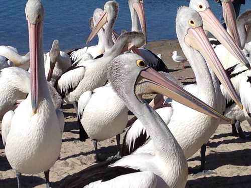 Pelican feeding 027