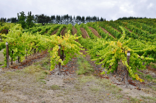 Pfeiffer Winery (10) (800x530)