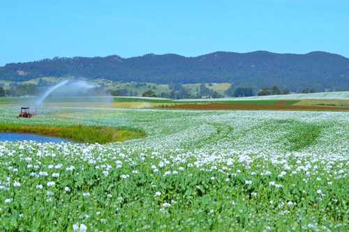 Poppy Crop, Barrington