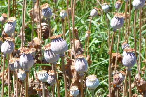 Poppy, Ready to Harvest