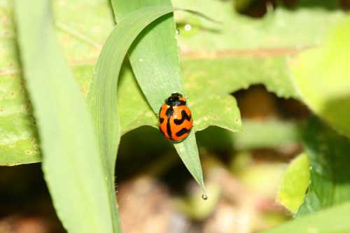 Ladybugs: How to tell the difference between the good and the bad in ...