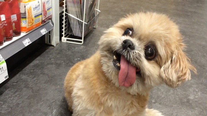 marnie-the-dog-shirley-braha-1