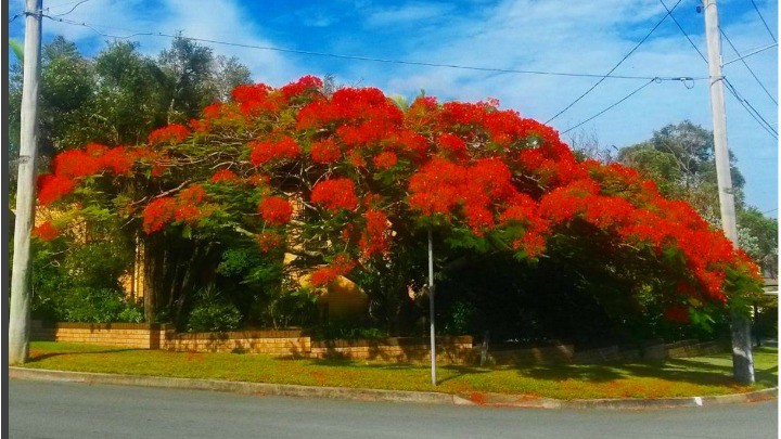 poinciana feature