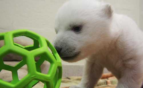 polar bear_toronto zoo_ball