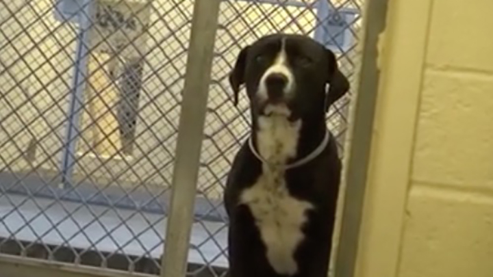 shelterdog_video