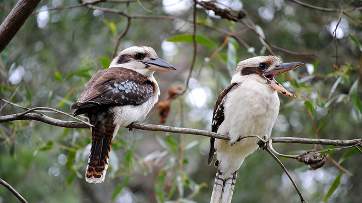shutterstock_336230168_kookaburra