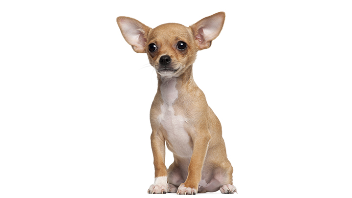 shutterstock_88908592_chihuahua